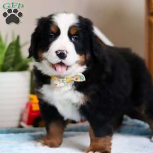 TJ, Bernese Mountain Dog Puppy